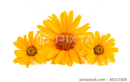 Calendula flowers isolated on white background. Marigold flower. Medicinal herbal plant. 80317808