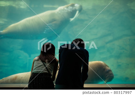 一對年輕夫婦在水族館約會時看魚和生物 一對年輕夫婦在水族館約會時看魚和生物 80317997