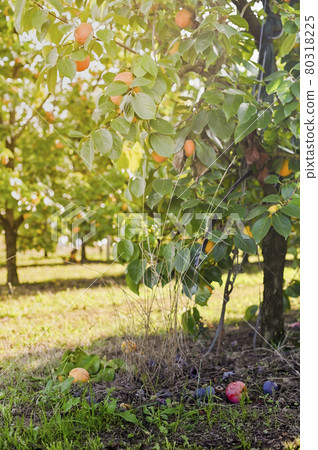 Persimmon trees with a lot of persimmons on tree branches and fallen on the ground.  Persimmon trees with a lot of persimmons on tree branches and fallen on the ground.  80318225