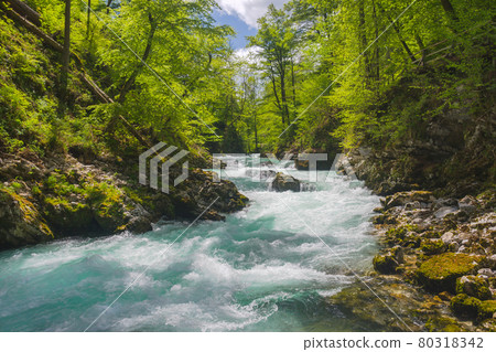 Fast clear waters of Radovna river in Vintgar Gorge Canyon near Bled, Julian Alps, Slovenia. 80318342