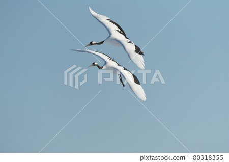 在藍天（北海道鶴井）上飛翔的兩個tancho 80318355