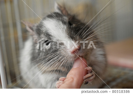 德古福來1 80318386