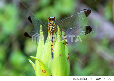 Sympetrum infusata perching on the bud of Cardiocrinum cordatum, Tadami Town, Fukushima Prefecture Sympetrum infusata perching on the bud of Cardiocrinum cordatum, Tadami Town, Fukushima Prefecture 80318490