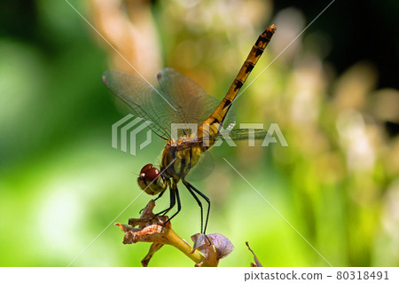 棲息在福島縣只見町玉簪花莖上的 Sympetrum darwinus 棲息在福島縣只見町玉簪花莖上的 Sympetrum darwinus 80318491