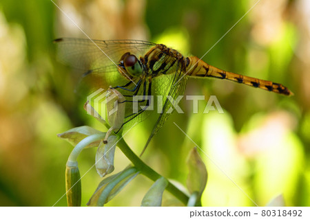 Sympetrum darwinus perching on the flower stalk of Hosta sieboldiana, Tadami Town, Fukushima Prefecture Sympetrum darwinus perching on the flower stalk of Hosta sieboldiana, Tadami Town, Fukushima Prefecture 80318492
