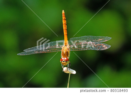 棲息在福島縣只見町玉簪花莖上的金絲雀 80318493