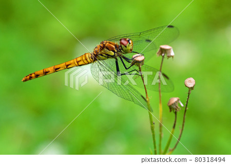 Sympetrum frequens perching on Halzion, where the flowers of the meadow are over, Tadami Town, Fukushima Prefecture 80318494