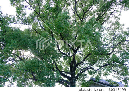 愛知縣七里之渡公園的樹木 愛知縣七里之渡公園的樹木 80318499