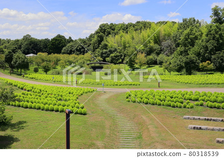 Umami Hill Park Sunflowers in full bloom and summer flowers 80318539