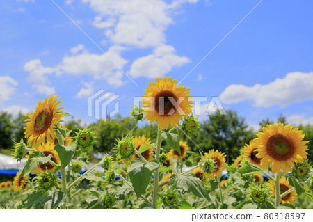 Umami Hill Park Sunflowers in full bloom and summer flowers Umami Hill Park Sunflowers in full bloom and summer flowers 80318597