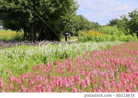 Umami Hill Park Sunflowers in full bloom and summer flowers Umami Hill Park Sunflowers in full bloom and summer flowers 80318638