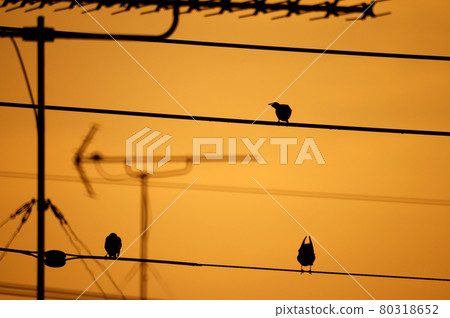 Starling Morning State Silhouette Starling Morning State Silhouette 80318652