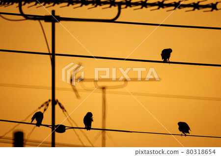 Starling Morning State Silhouette 80318654