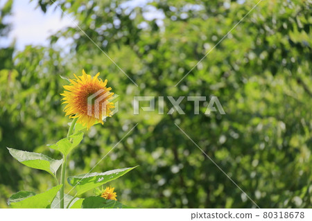 Umami Hill Park Sunflowers in full bloom and summer flowers 80318678