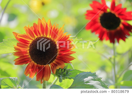 Umami Hill Park Sunflowers in full bloom and summer flowers 80318679