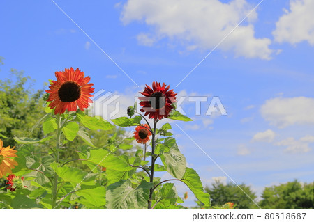 鮮味山公園向日葵盛開,夏花盛開 鮮味山公園向日葵盛開,夏花盛開 80318687