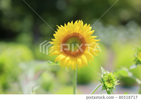 Umami Hill Park Sunflowers in full bloom and summer flowers Umami Hill Park Sunflowers in full bloom and summer flowers 80318717