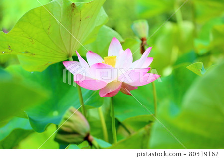 蓮花 蓮花 80319162