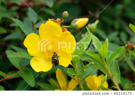 Cetoniinae 夫婦 80319175