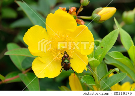 Cetoniinae couple 80319179