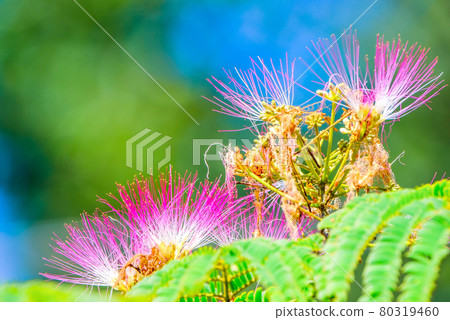 Nemu no Hana 80319460