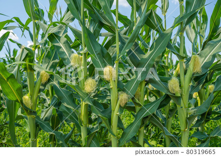 凹痕玉米 80319665