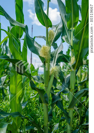 Dent corn 80319667
