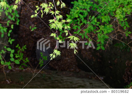 Fresh green Fresh green 80319682