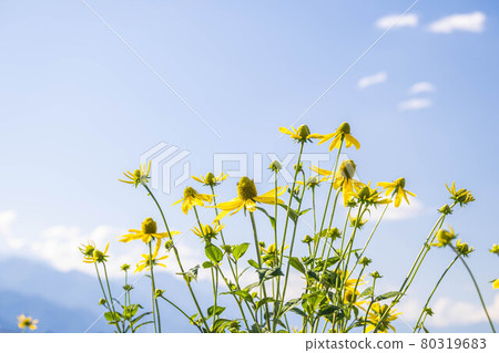 Flower of Jerusalem artichoke Flower of Jerusalem artichoke 80319683