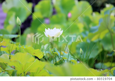 Lotus flower 80319704