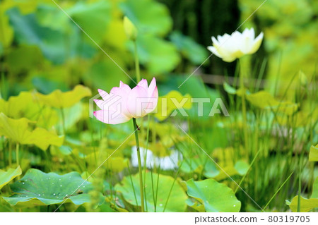 Lotus flower 80319705