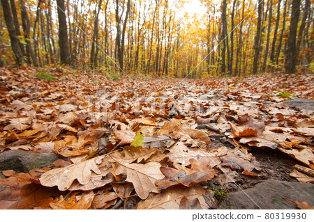 Forest Forest 80319930