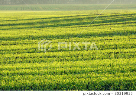 Field Field 80319935