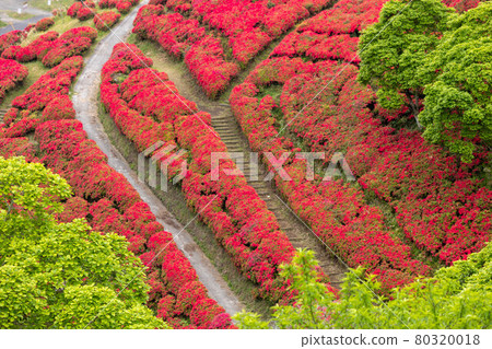 萩茶館春天的杜鵑花 萩茶館春天的杜鵑花 80320018