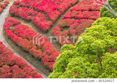 萩茶館春天的杜鵑花 萩茶館春天的杜鵑花 80320027