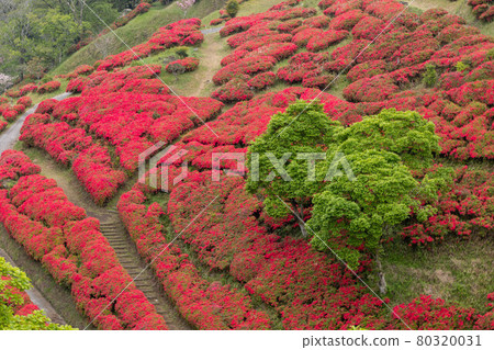 Azaleas of Hagi's teahouse in spring 80320031