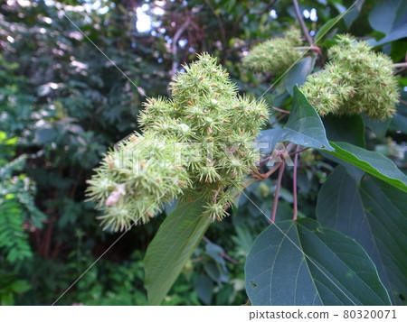 紅苔蘚 紅苔蘚 80320071
