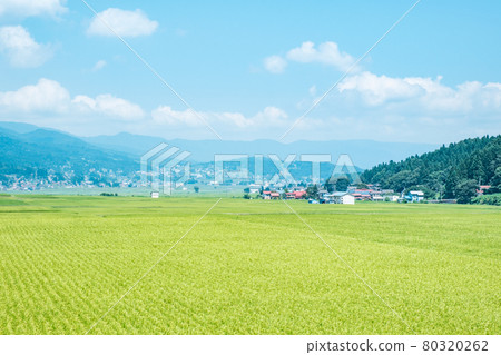 夏季農村風光 80320262