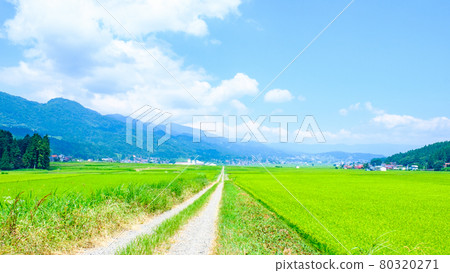 夏季農村風光 80320271