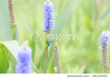 Flocking blue-purple aquatic plants, Monochoria korsakowii and flying insects Flocking blue-purple aquatic plants, Monochoria korsakowii and flying insects 80320403