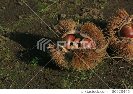 Chestnut igaguri Chestnut igaguri 80320445