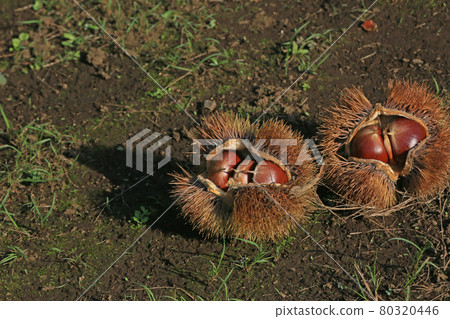 Chestnut igaguri Chestnut igaguri 80320446