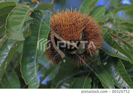 Chestnut squid Chestnut squid 80320752