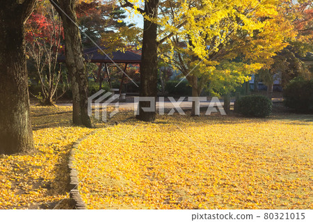 Fallen leaves of ginkgo piled up in the park square 80321015