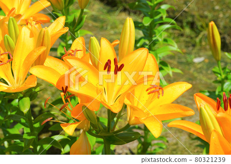 Lily Garden in Tsukioka Park, Uonuma City, Niigata Prefecture, Japan 80321239
