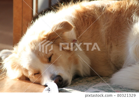 邊境牧羊犬 邊境牧羊犬 80321329