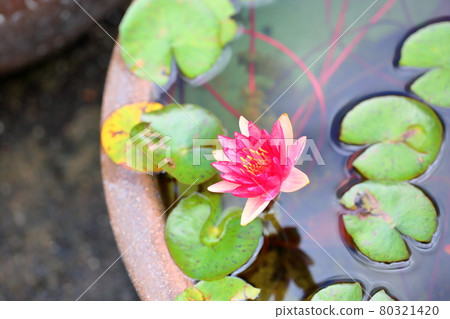 溫帶睡蓮花 80321420