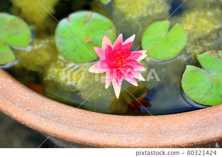 溫帶睡蓮花 80321424