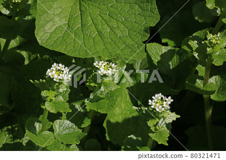 Wasabi flower Wasabi flower 80321471