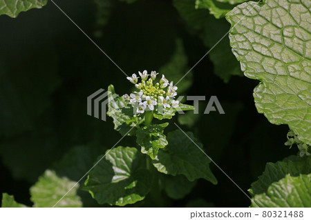 Wasabi flower Wasabi flower 80321488